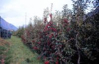 025 Apfelplantage bei Naturns